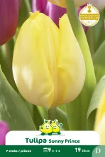 Tulp 'Sunny Prince'