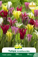 Tulp 'Viridiflora Mix'
