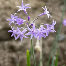 KNOFLOOK KAAPSE Tulbaghia violacea