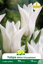 Tulp 'White Triumphator'