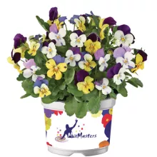 Viola Mixmaster