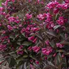 Weigela florida 'Alexandra' ®
