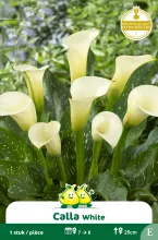 Calla_Zantedeschia  Wit E
