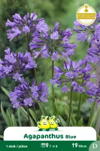 Agapanthus Bleu 1 D