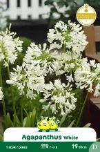 Agapanthus White 1 D