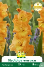 Gladiolen Peche Melba