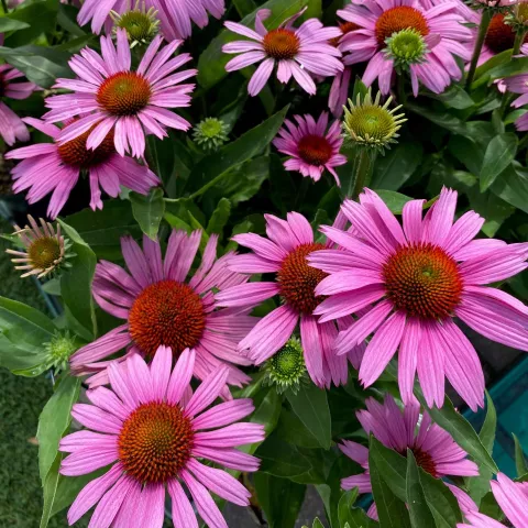Echinacea pink