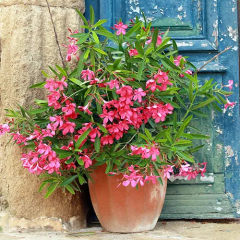 Oleander