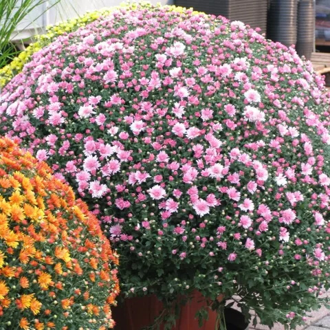 Chrysant