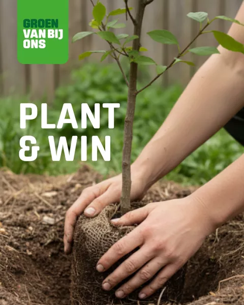 Plant & win
