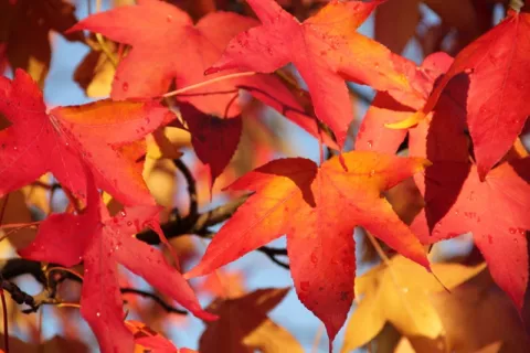 Liquidambar