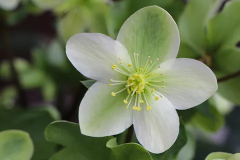 Helleborus
