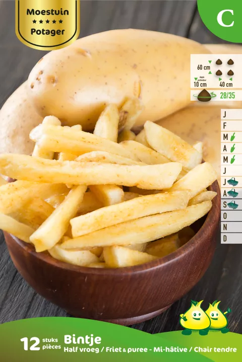 Aardappel Bintje 12 St.