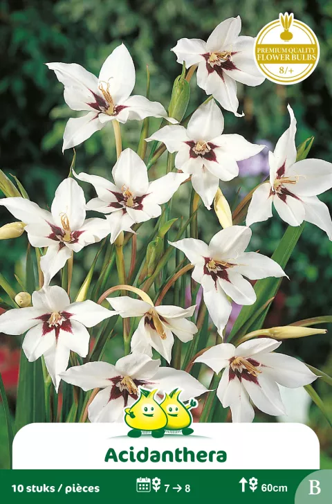 Acidanthera Acidenthera B