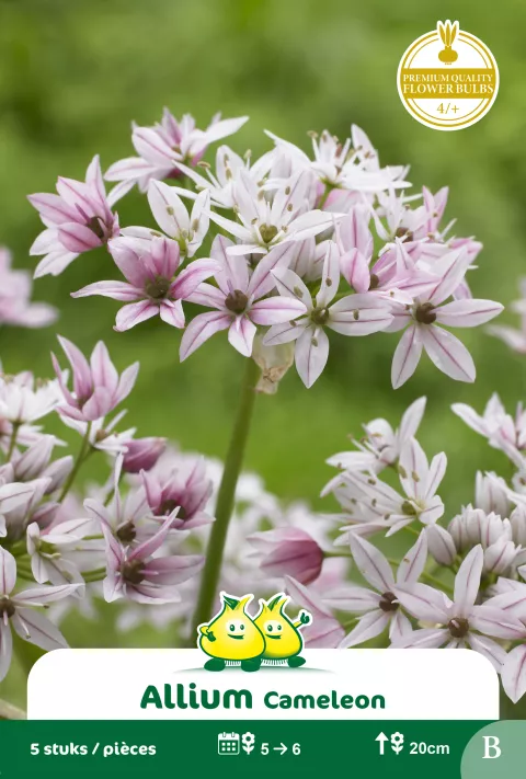 Allium 'Cameleon'