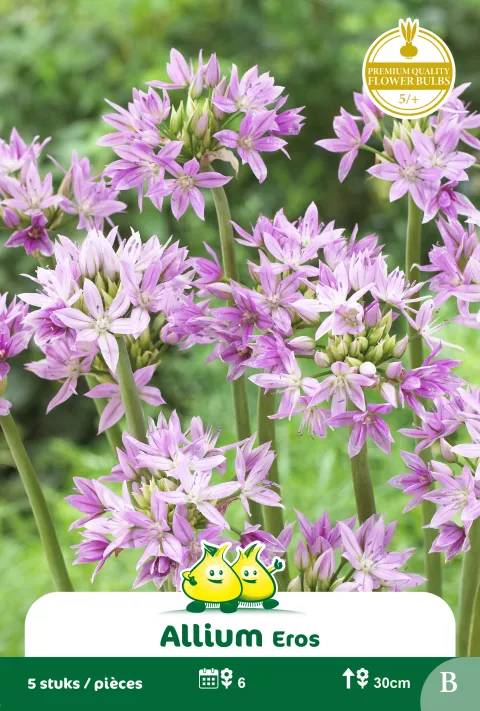 Allium 'Eros'