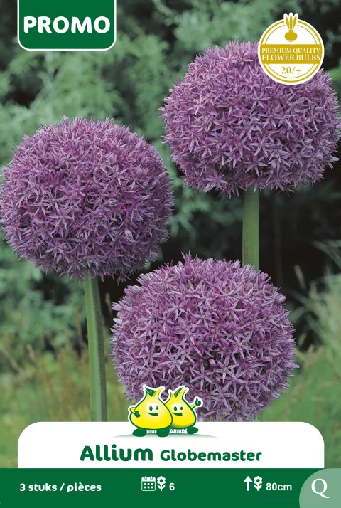 Allium 'Globemaster'