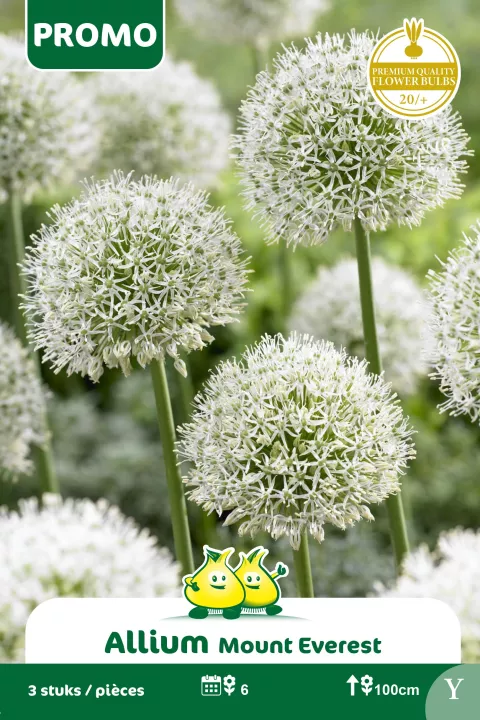 Allium 'Mount Everest'
