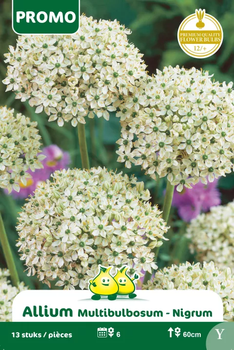 Allium 'Multibulbosum'