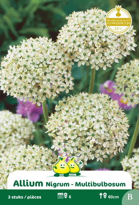 Allium 'Multibulbosum'