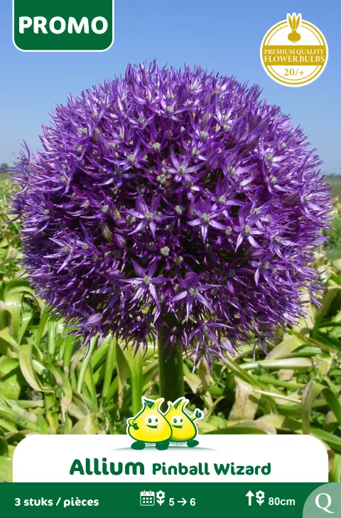 Allium 'Pinball Wizard'