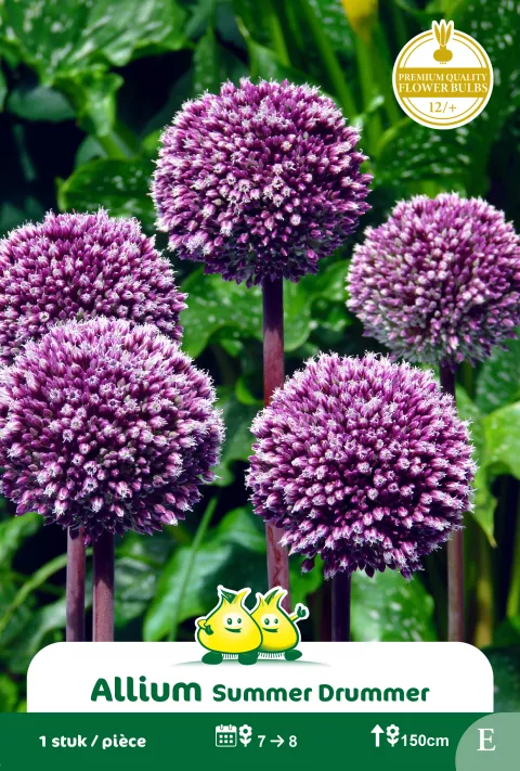Allium 'Summer Drummer'