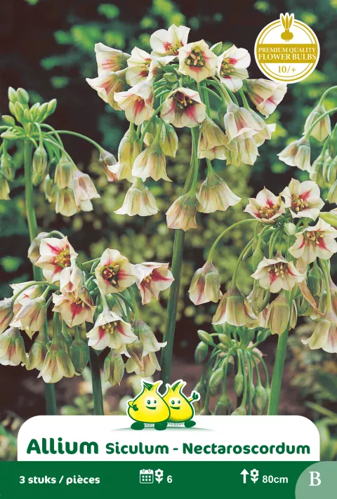 Allium siculum (nectaroscordum)