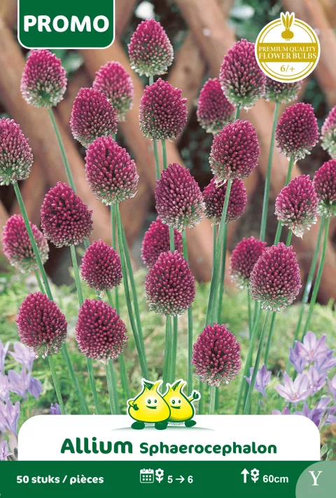 Allium Sphaerocephalon