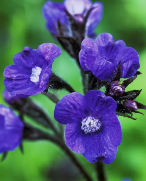 Anchusa azurea 'Loddon Royalist'