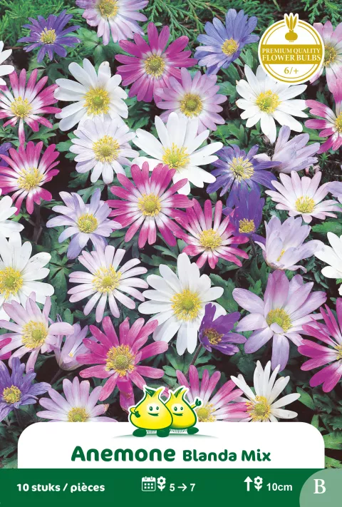 Anemone 'Blanda' Mix