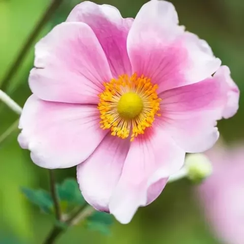 Anemone hupeh. 'Alandro Pink'