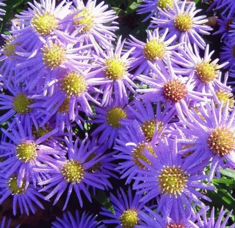 Aster (D) 'Prof. Anton Kippenberg'