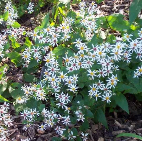 Aster divaricatus 'Eastern Star'