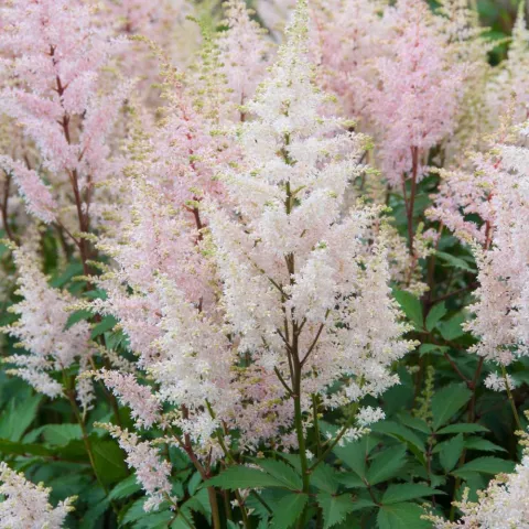 Astilbe (J) 'Peach Blossom'