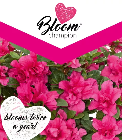 Azalea 'Bloom Champion'® Purple