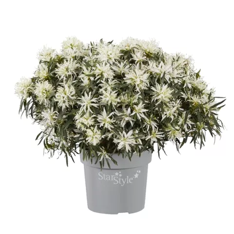 Azalea jap. 'StarStyle White'