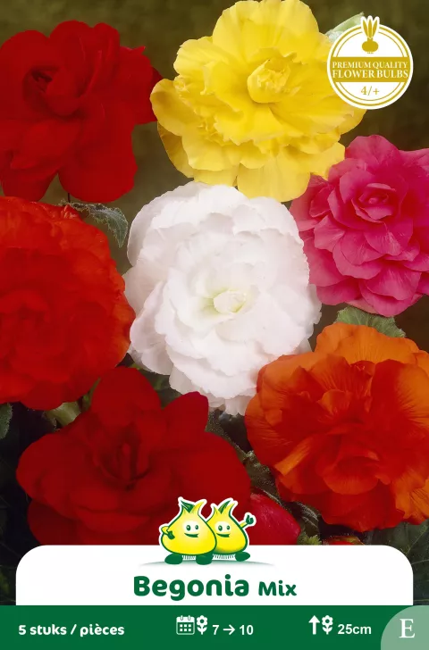 Dubbele Begonias Mix E