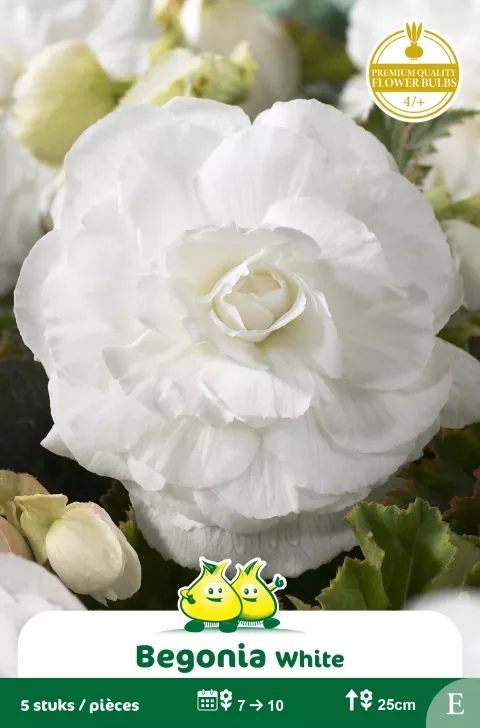 Dubbele Begonias Wit E