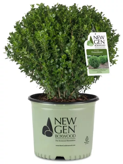 Buxus Newgen Freedom ®