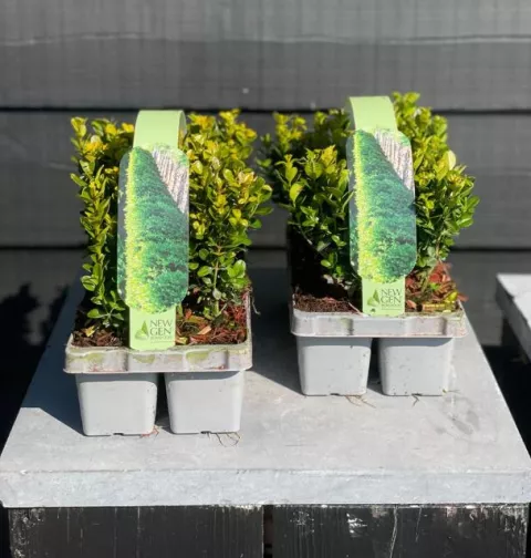 Buxus Newgen Freedom ®
