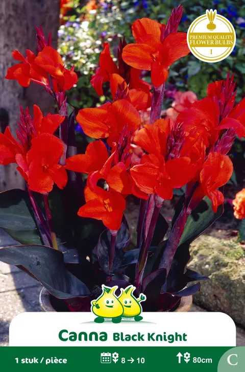 Canna Black Knight C