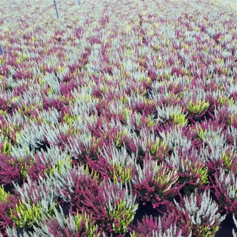 Calluna 'Beauty Ladies' driekleurig