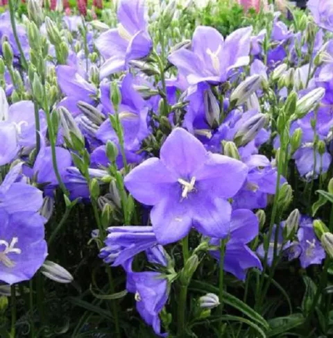 Campanula pers. 'Takion Blue'