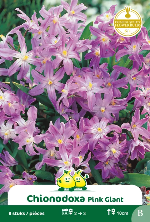 Chionodoxa 'Pink Giant' Chionodoxa 'Pink Giant'