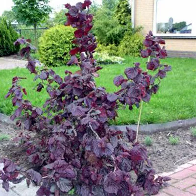 Corylus avellana 'Fertile de Nottingham'