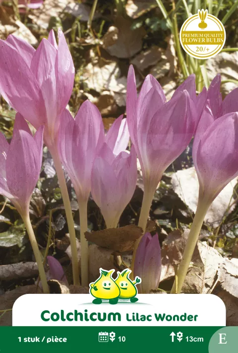 Colchicum