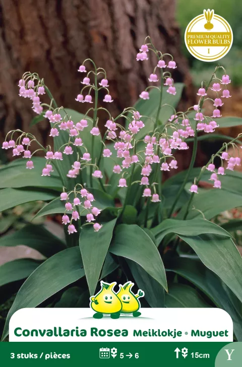 Convallaria Meiklokje Rose C