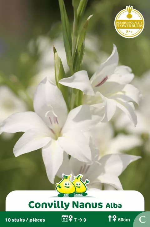 Convilly Nanus Alba C