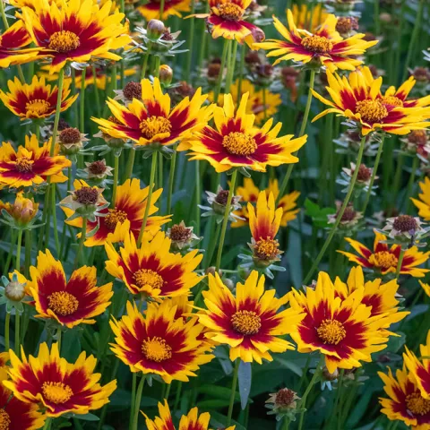 Coreopsis 'Uptick Gold & Bronze'