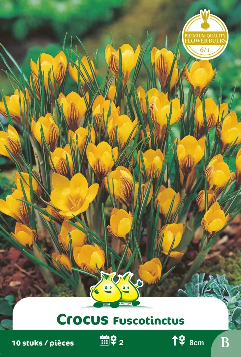 Crocus 'Fuscotinctus'